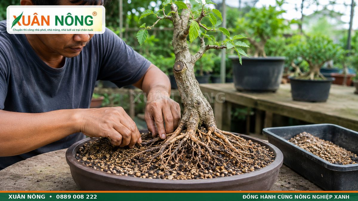Cách trồng cây duối mới đào vào chậu dưỡng thoát nước tốt