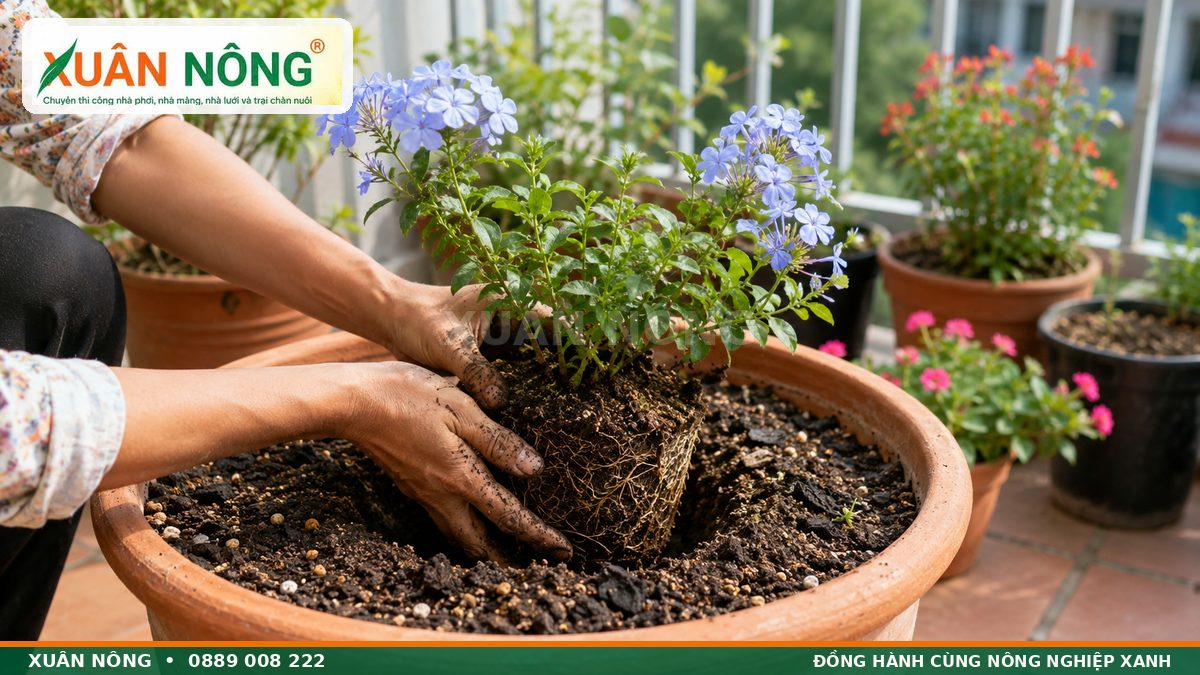 Cách trồng cây thanh xà giống vào chậu có giá thể thoát nước tốt