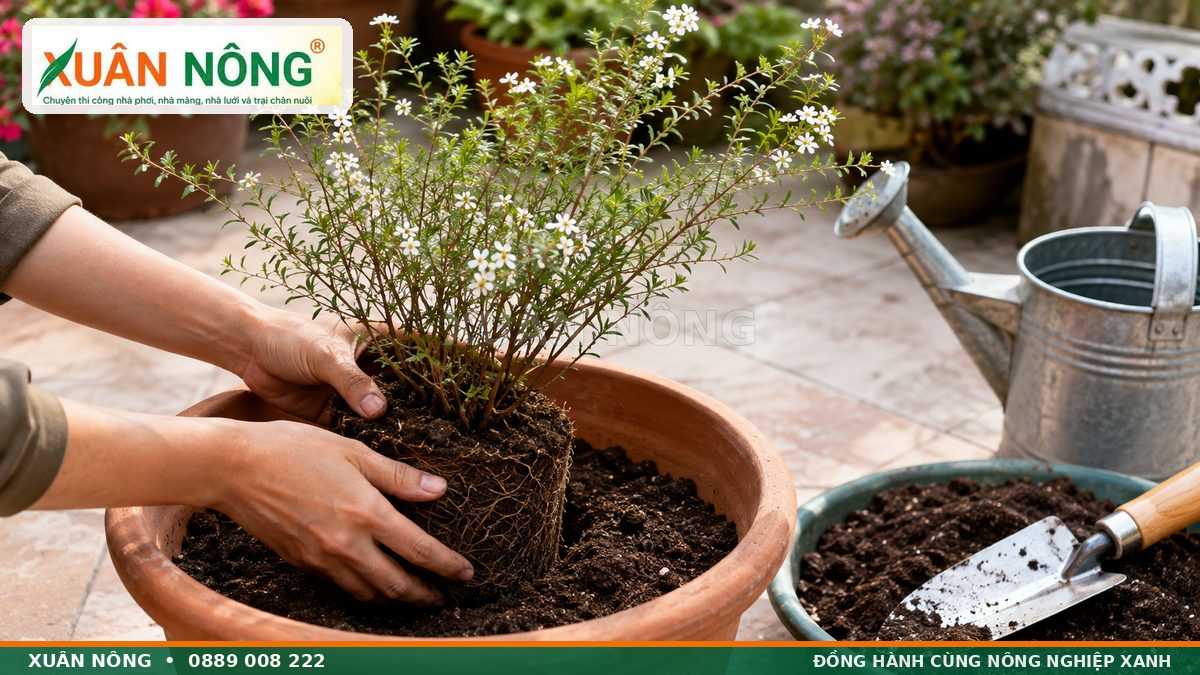 Cách trồng cây hoa tuyết mai giống trong chậu thoát nước tốt