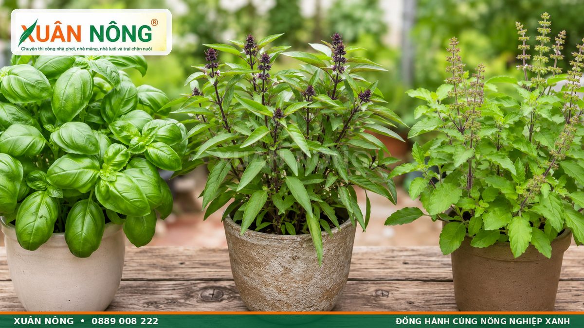Phân biệt rau quế với quế tây và hương nhu