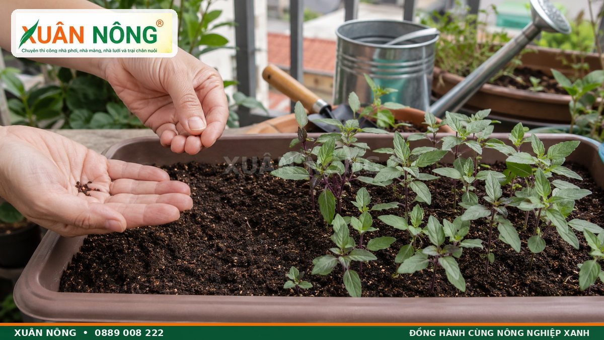 Cách gieo hạt rau quế trong chậu tại nhà