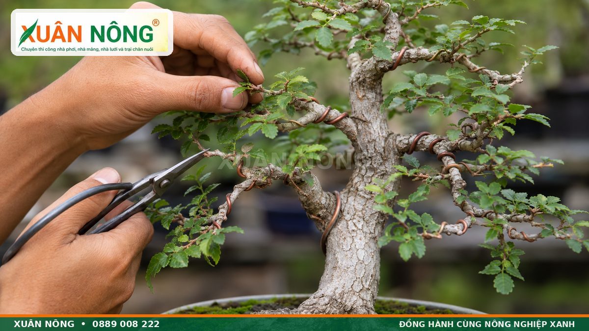 Cắt tỉa và uốn dây tạo dáng cây duối bonsai