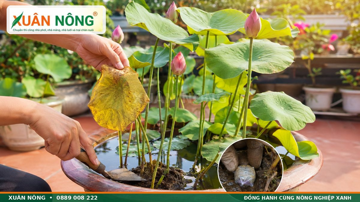 Cách chăm sóc hoa sen trong chậu bằng cắt lá già và bón phân đúng cách
