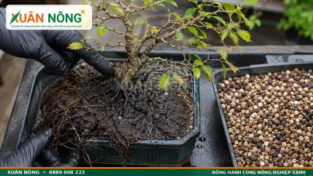 Kiểm tra cây duối vàng lá và thối rễ do giá thể úng nước