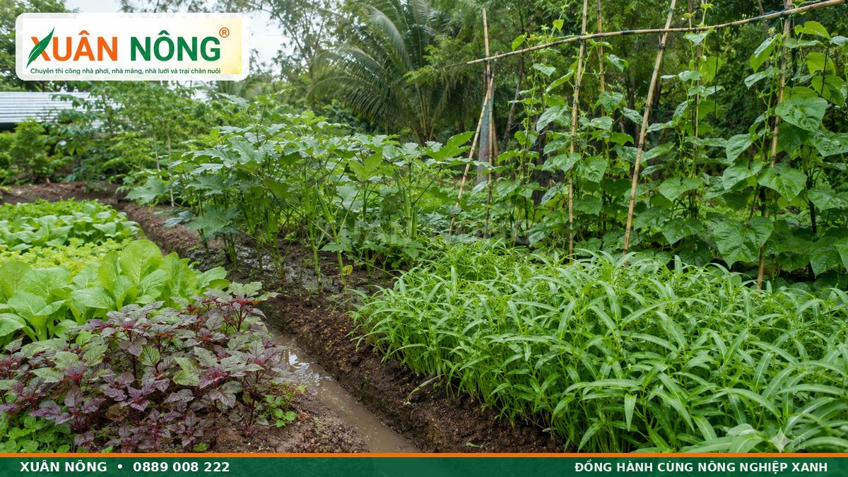 Rau muống mồng tơi rau dền và đậu bắp trồng trên luống cao mùa mưa