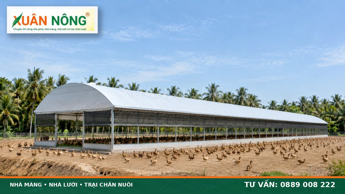 Toàn cảnh nhà nuôi vịt đẻ trứng trên cạn thông thoáng