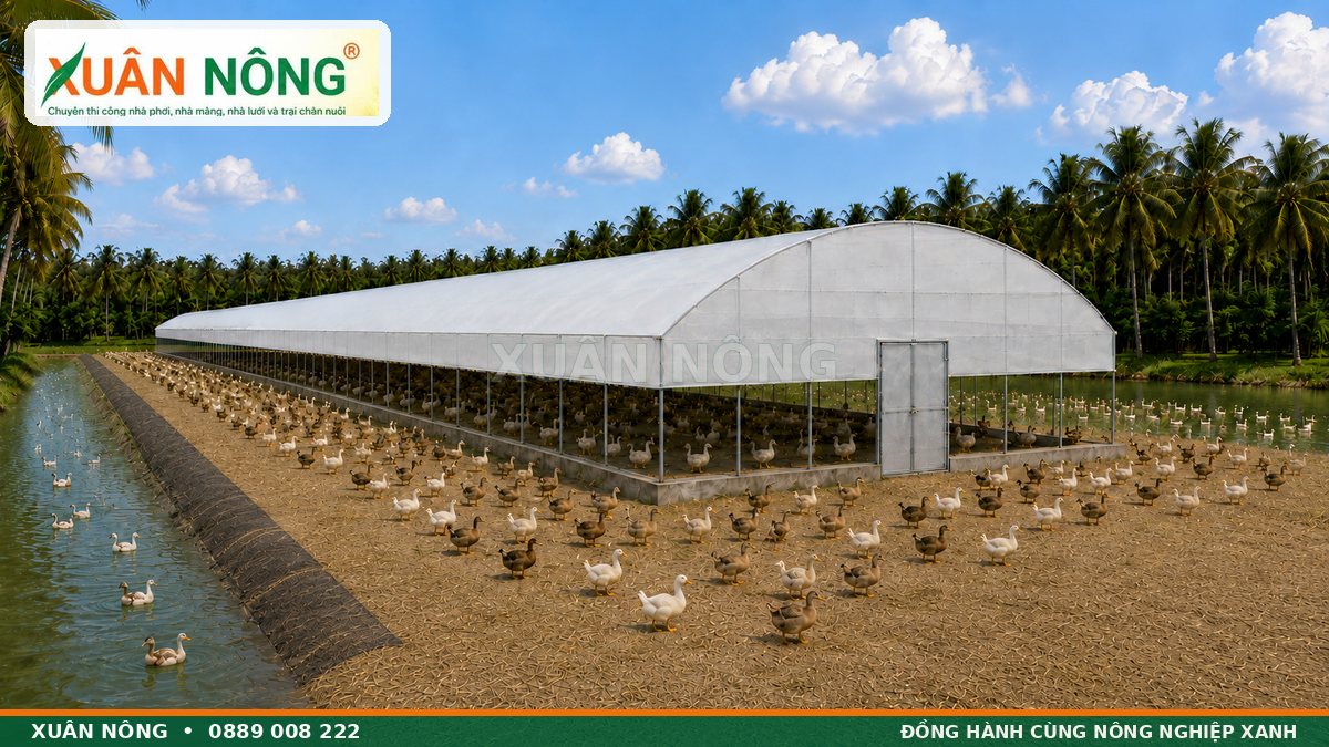 Nhà màng nuôi vịt tận dụng sân đất và ao giúp tối ưu chi phí đầu tư