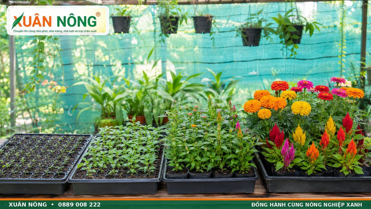 Các giai đoạn từ gieo hạt cây con ra nụ đến nở hoa đón Tết