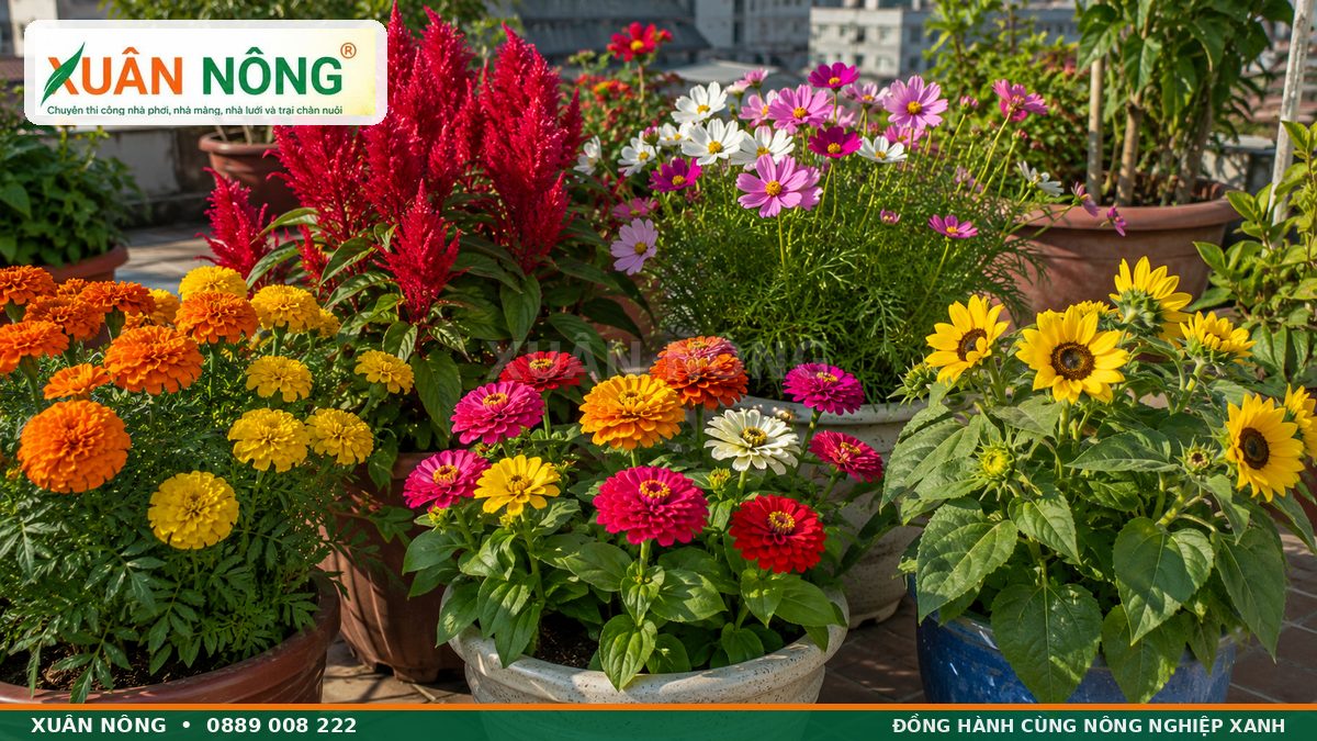 Hoa vạn thọ mào gà cúc lá nhám sao nhái và hướng dương lùn
