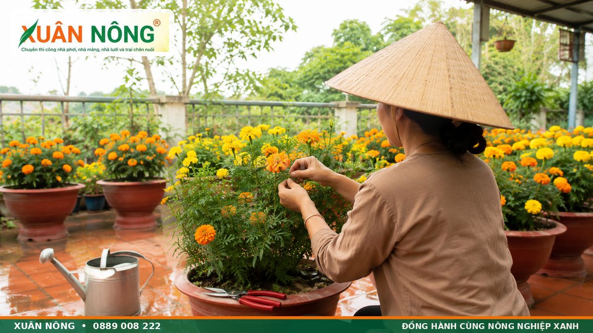 Bấm ngọn tưới nước và chăm sóc chậu hoa để nở đẹp đúng Tết
