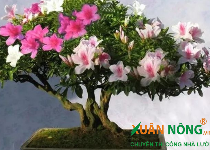 anh bonsai