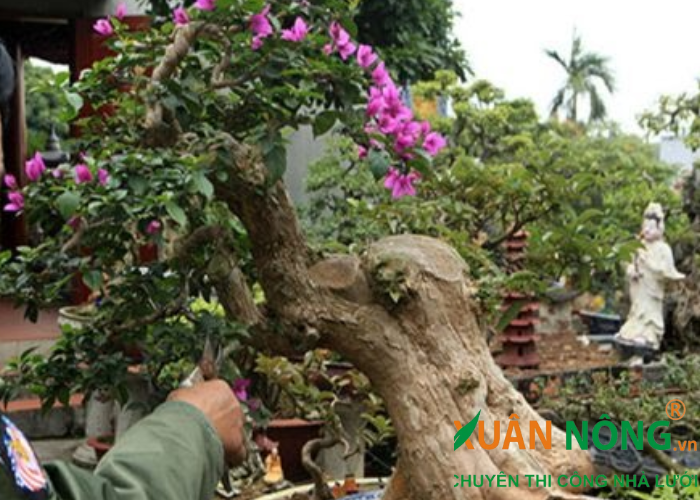 cắt tỉa cây bonsai