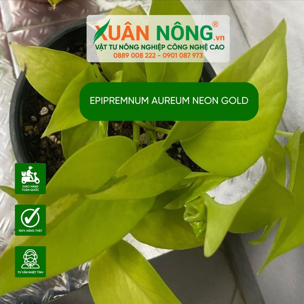 aureum-Neon Gold-cach-trong