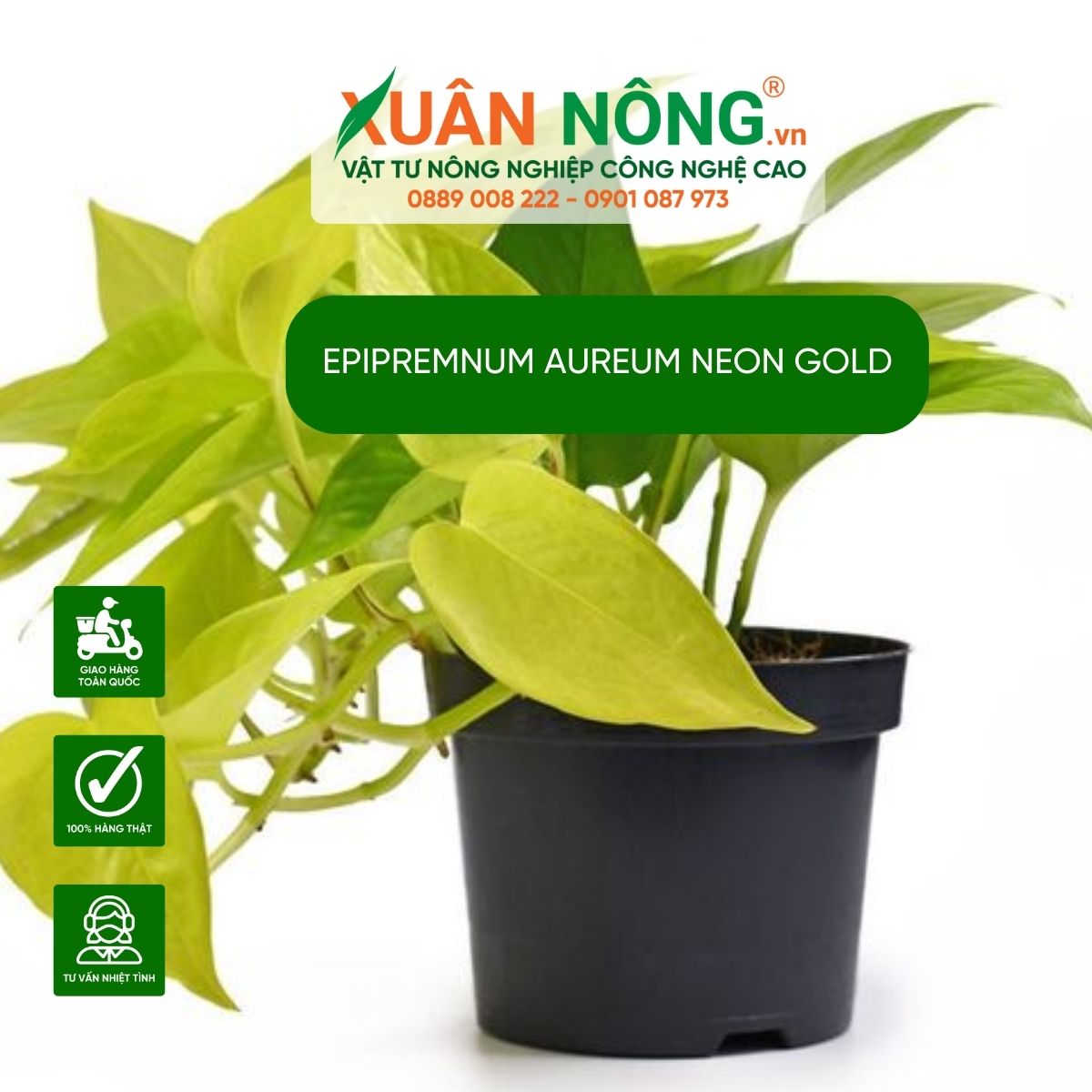 aureum-Neon Gold-cach-trong 1