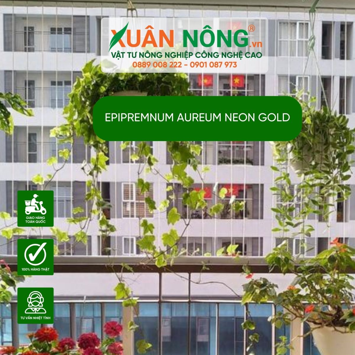 aureum-Neon Gold-trang-tri