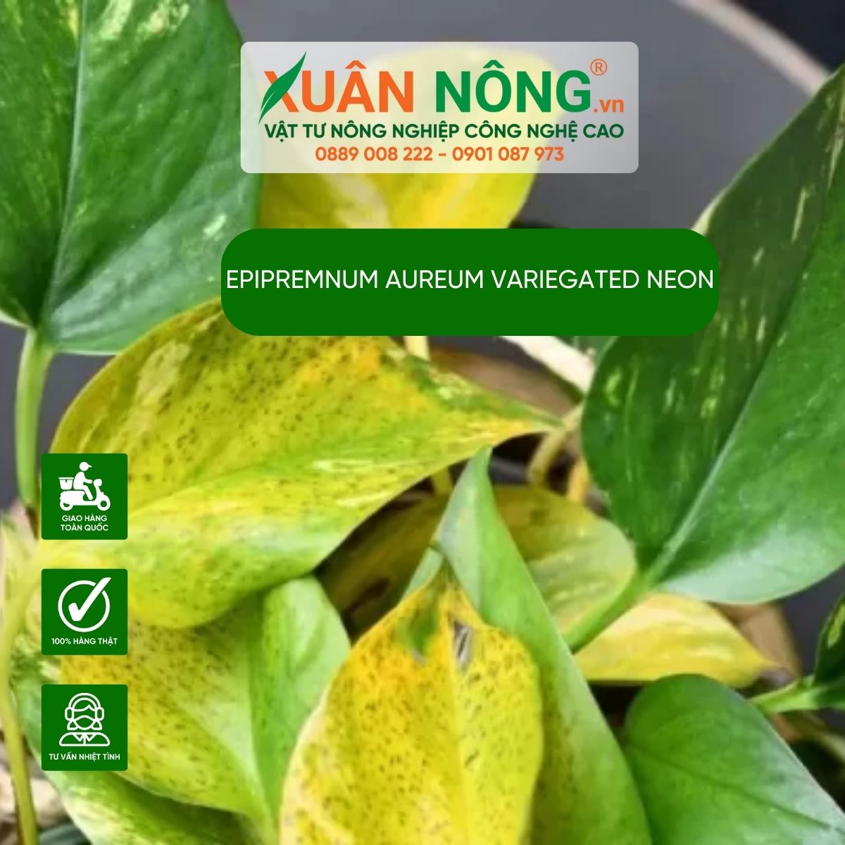 aureum-Variegated-Neon-dom-la