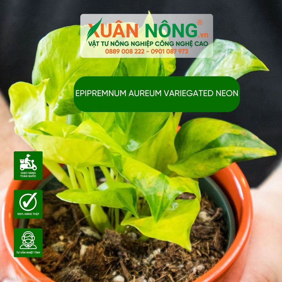 aureum-Variegated-Neon-vang-la