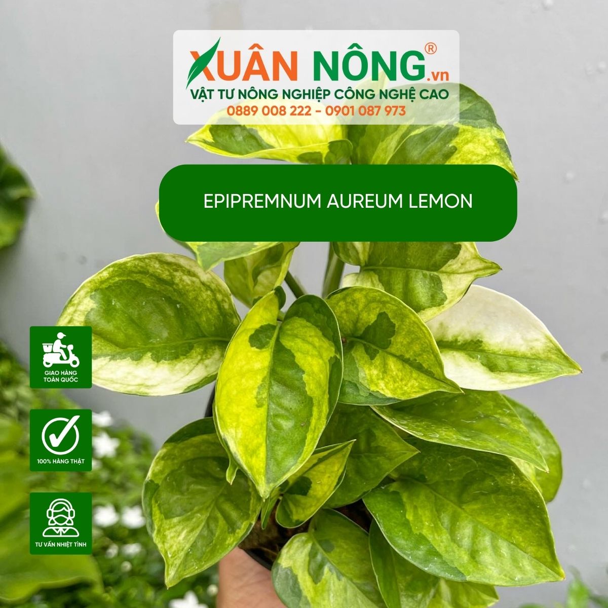 aureum-lemon-cham-soc