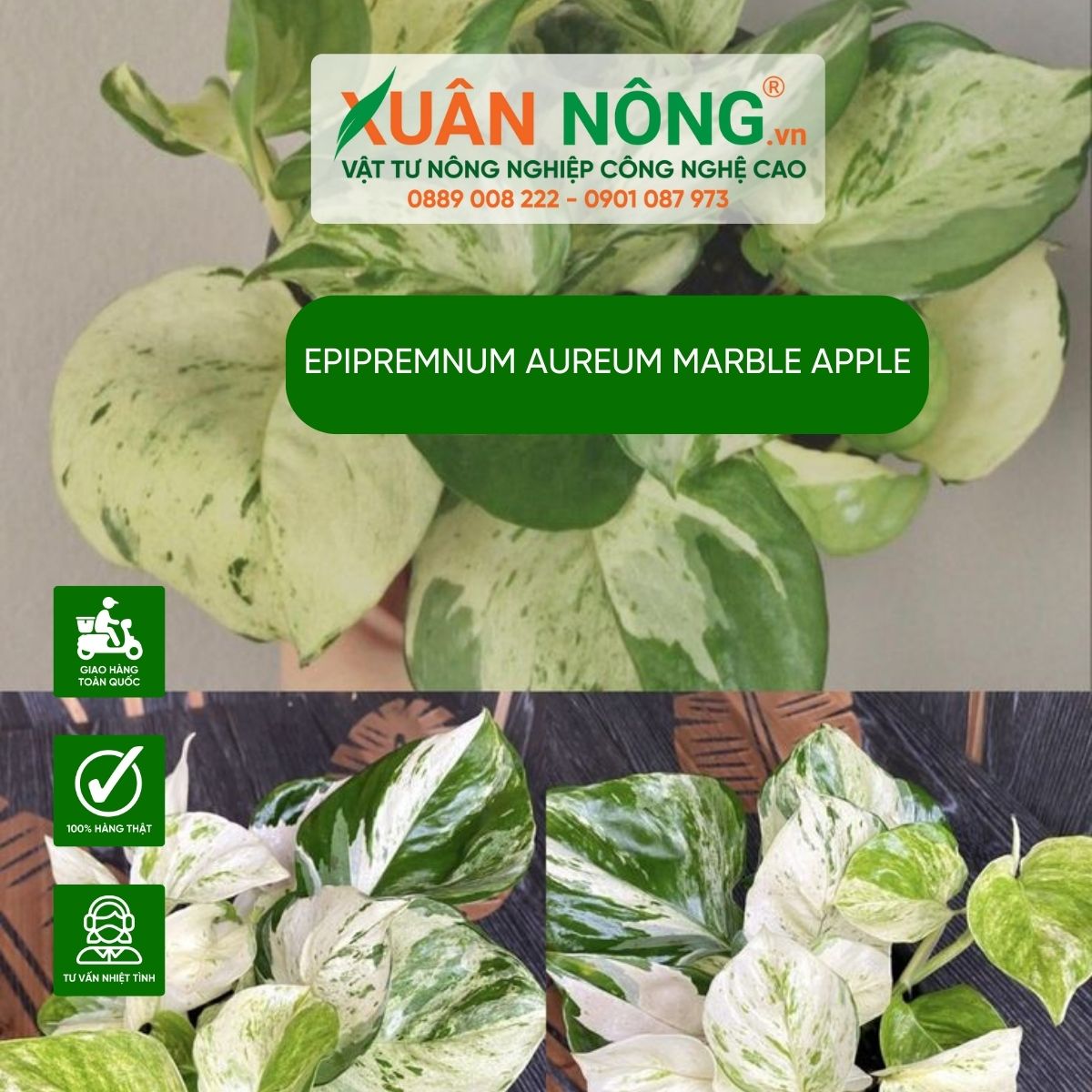 aureum-marble-apple-anh-sang