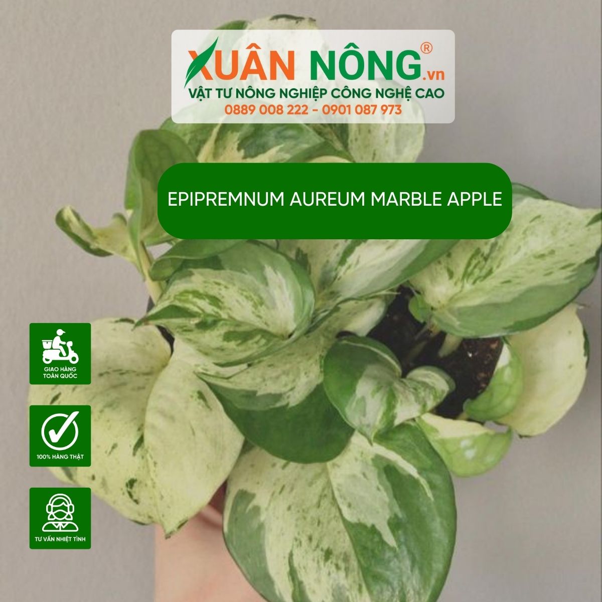 aureum-marble-apple-cham-soc