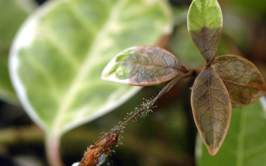 Bệnh bạc lá (Phaeoseptoria palmarum)