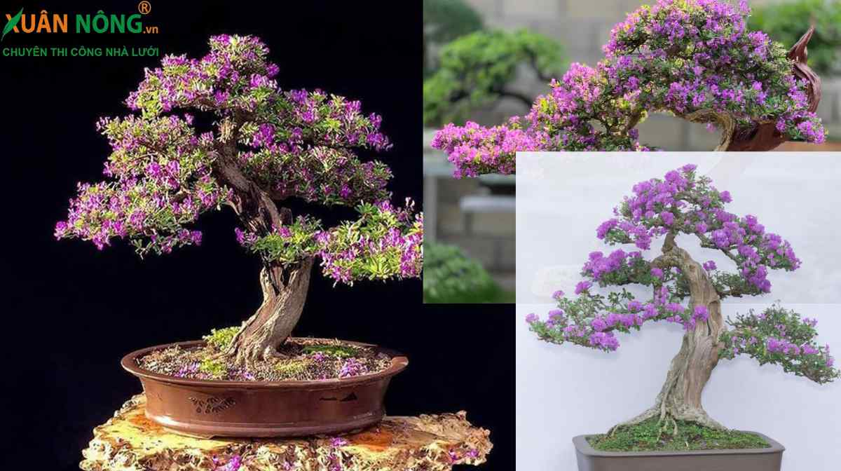 Bonsai linh sâm