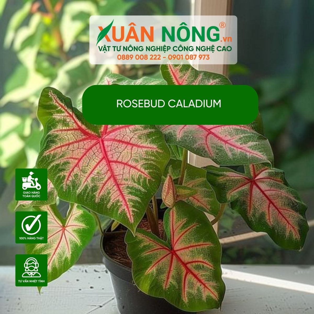 cac-buoc-cham-soc-Rosebud-Caladium