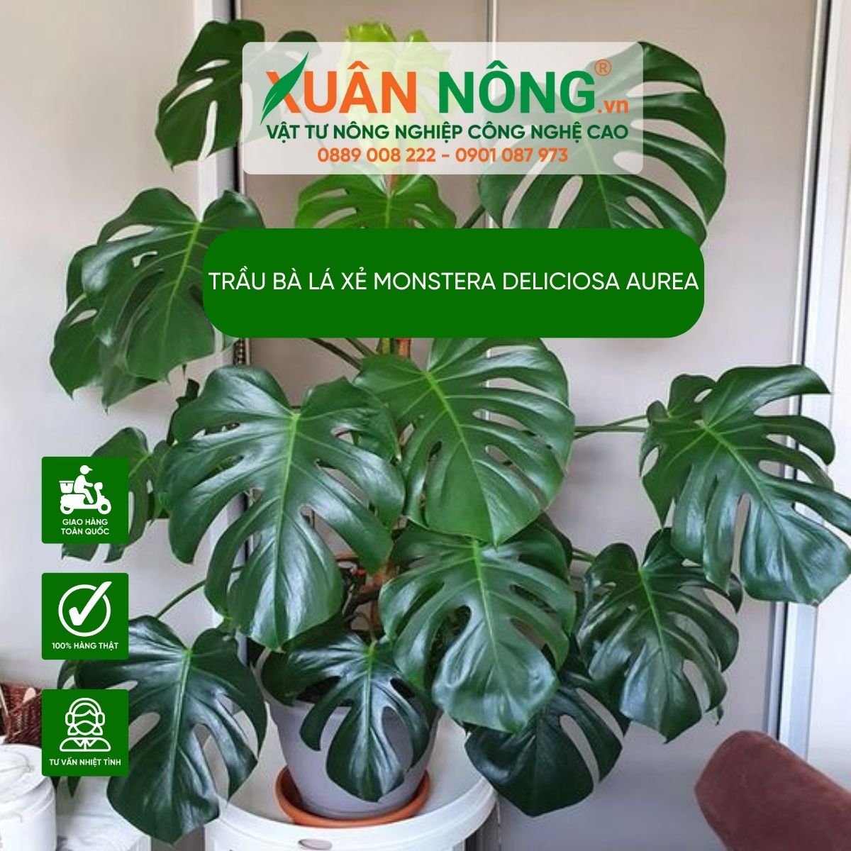 cac-cong-dung-Monstera-Deliciosa-Aurea