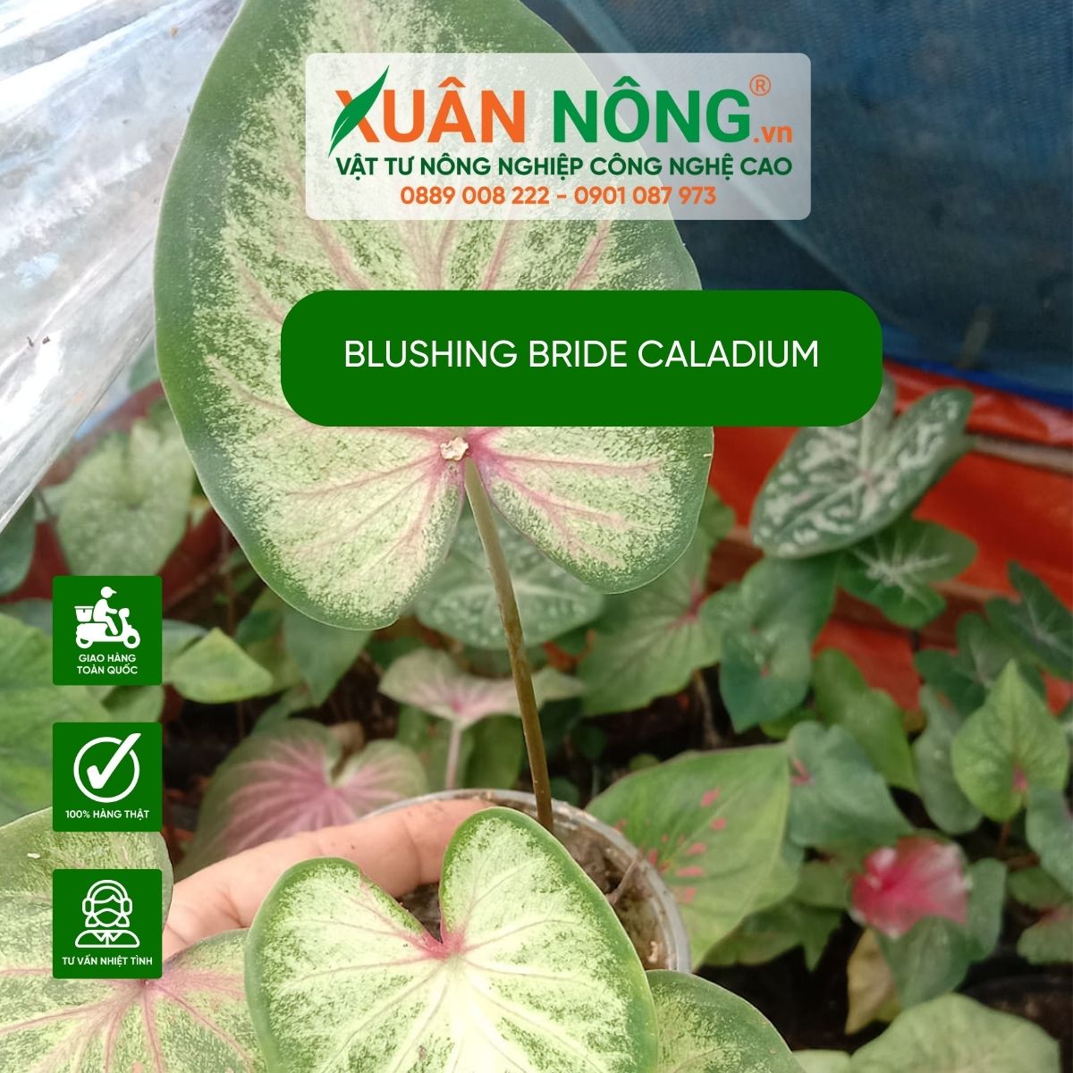 cac-dac-diem-Blushing-Bride-Caladium