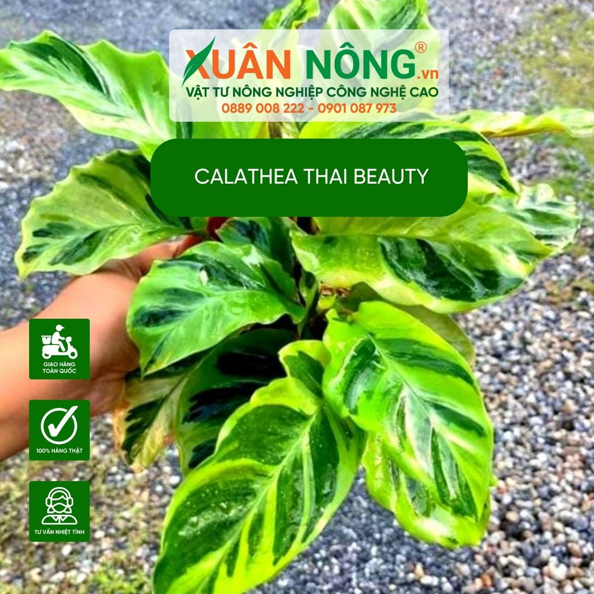 cac-dac-diem-Calathea-Thai-Beauty