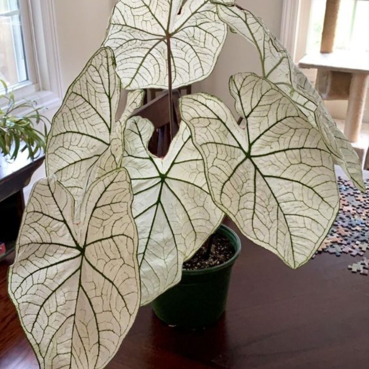 cac-dac-diem-Candidum-Junior-Caladium