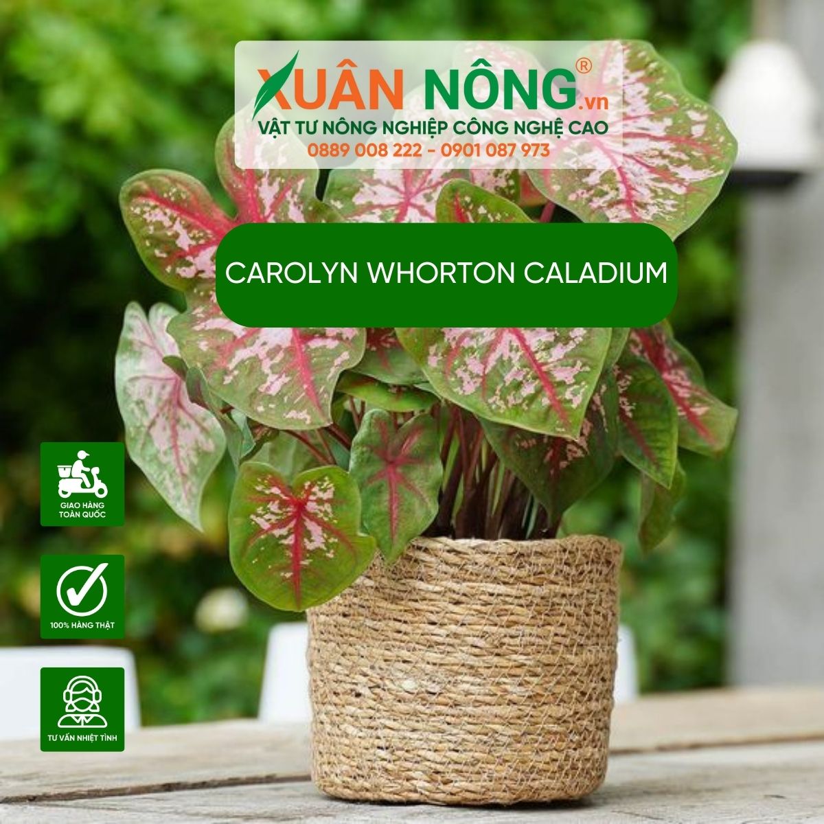 cac-dac-diem-Carolyn-Whonrton-Caladium