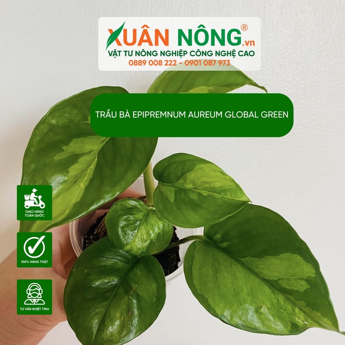 cac-dac-diem-Epipremnum-aureum-Global-Green