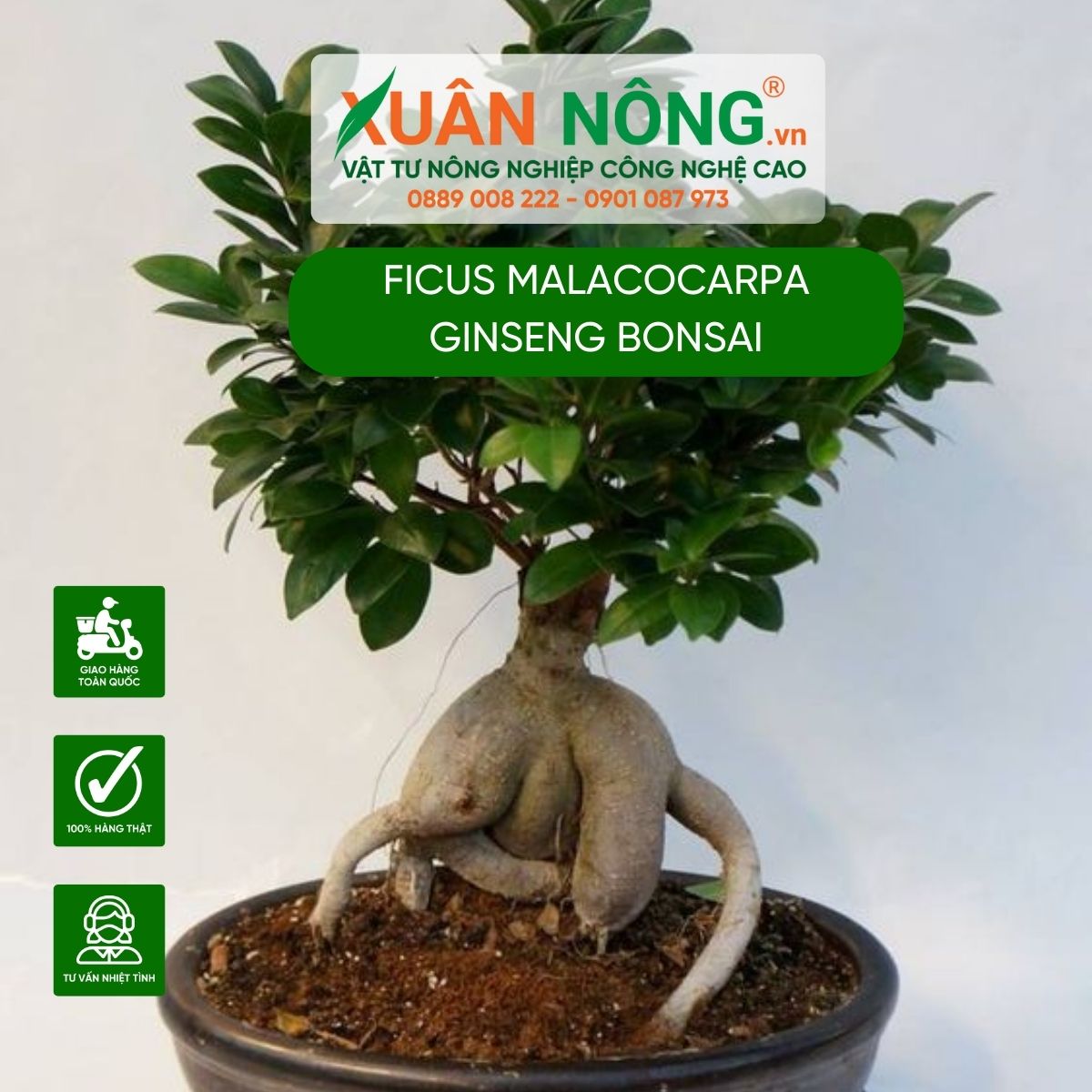 cac-dac-diem-Ficus-malacocarpa-Ginseng-Bonsai