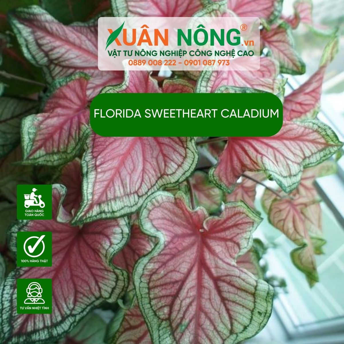 cac-dac-diem-Florida-Sweetheart-Caladium 