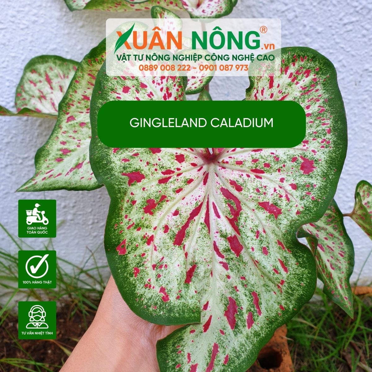 cac-dac-diem-Gingleland-Caladium