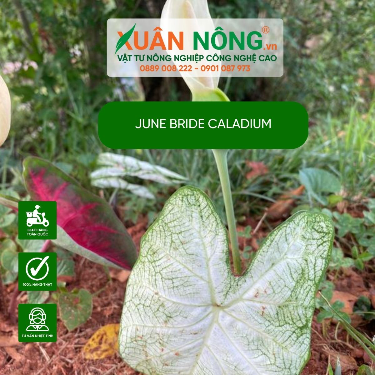 cac-dac-diem-June-Bride-Caladium 