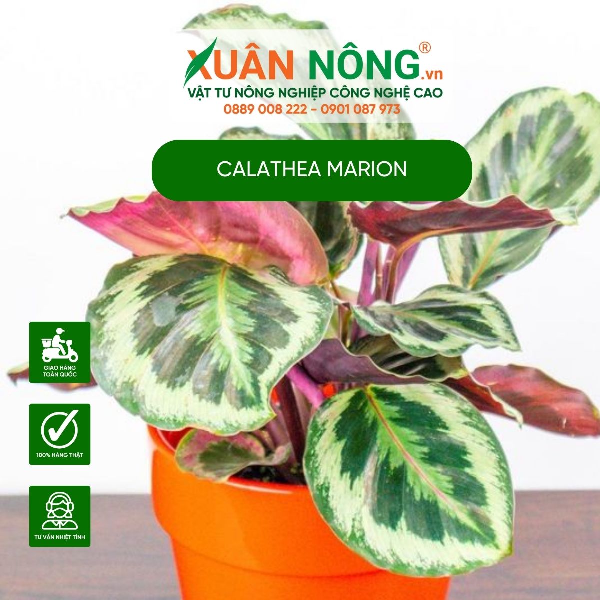 cac-dac-diem-Marion-Calathea-Marion