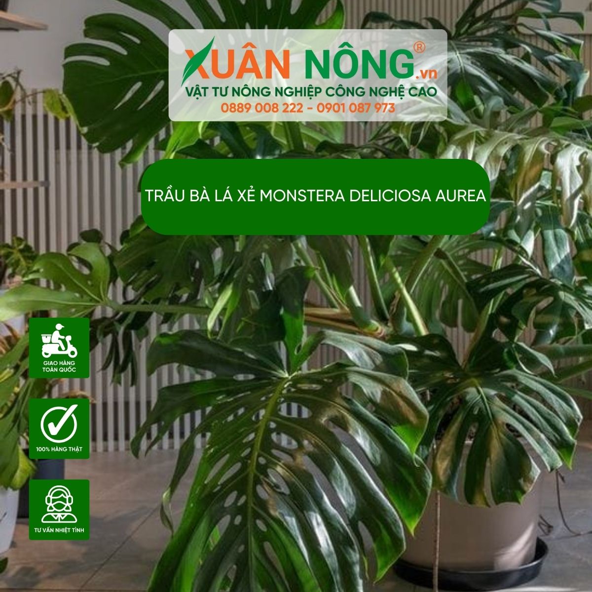 cac-dac-diem-Monstera-Deliciosa-Aurea