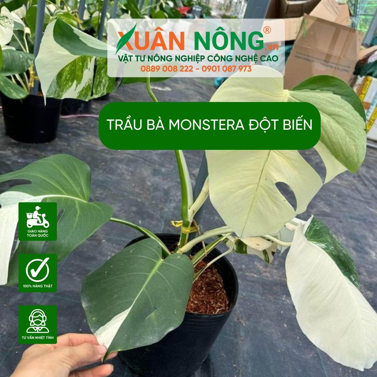 cac-dac-diem-Monstera-dot-bien