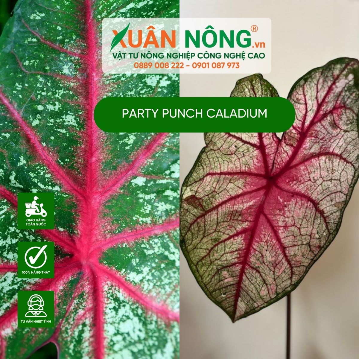 cac-dac-diem-Party-Punch-Caladium