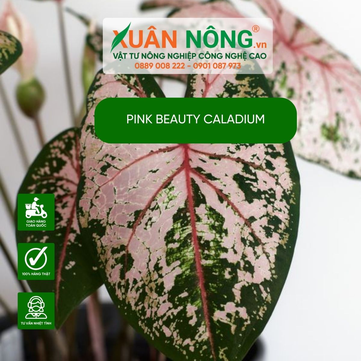 cac-dac-diem-Pink-Beauty-Caladium