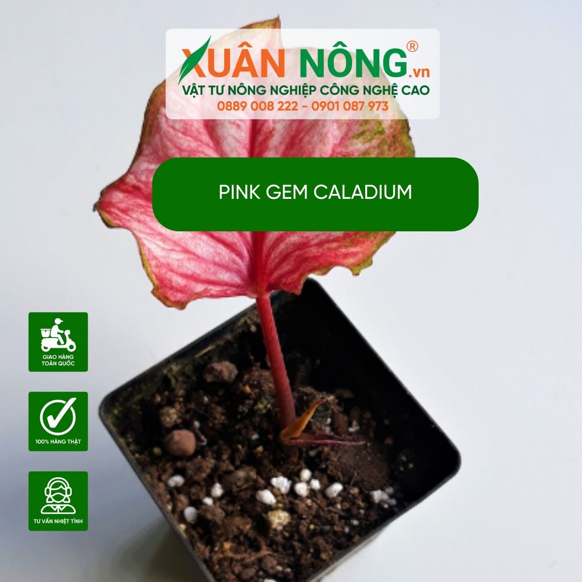 cac-dac-diem-Pink-Gem-Caladium