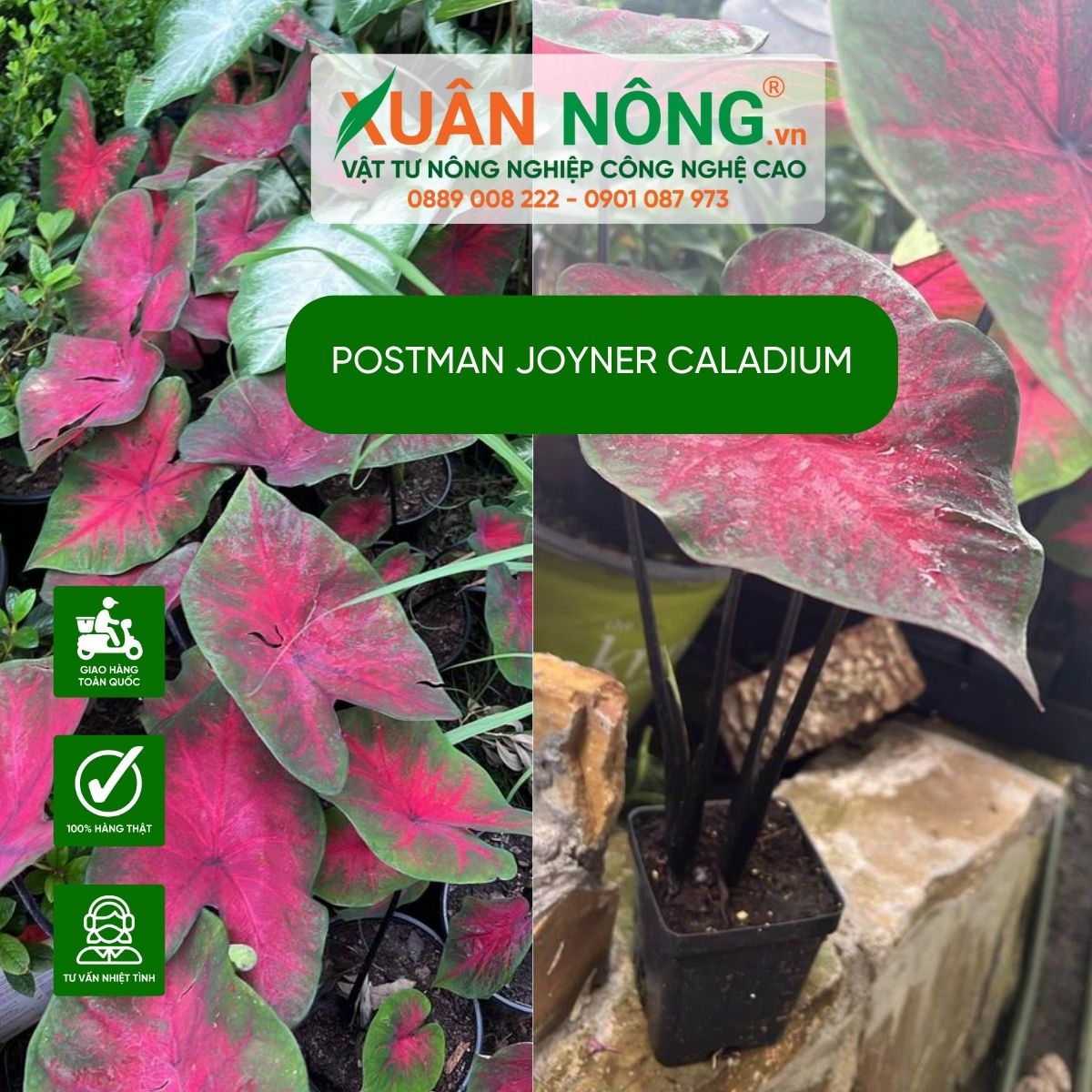 cac-dac-diem-Postman-Joyner-Caladium