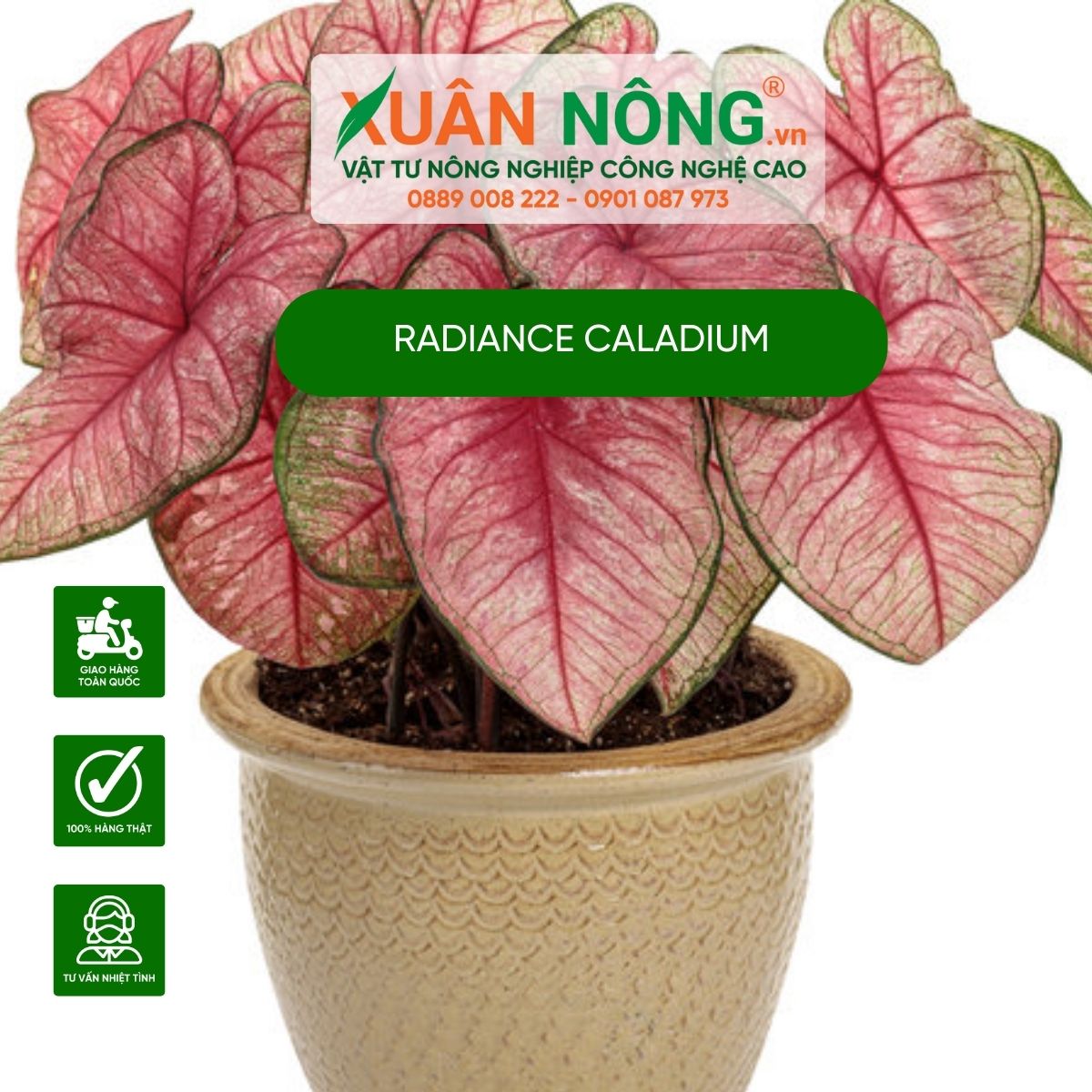 cac-dac-diem-Radiance-Caladium