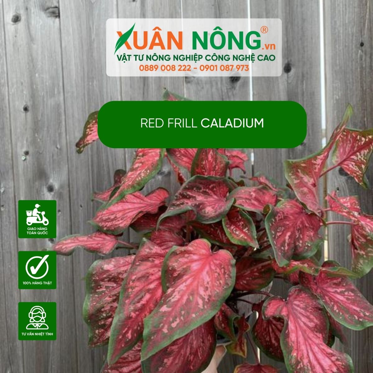 cac-dac-diem-Red-Frill-Caladium