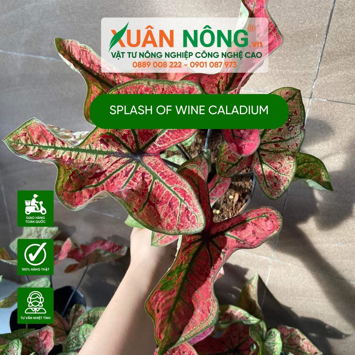 cac-dac-diem-Splash-of-Wine-Caladium