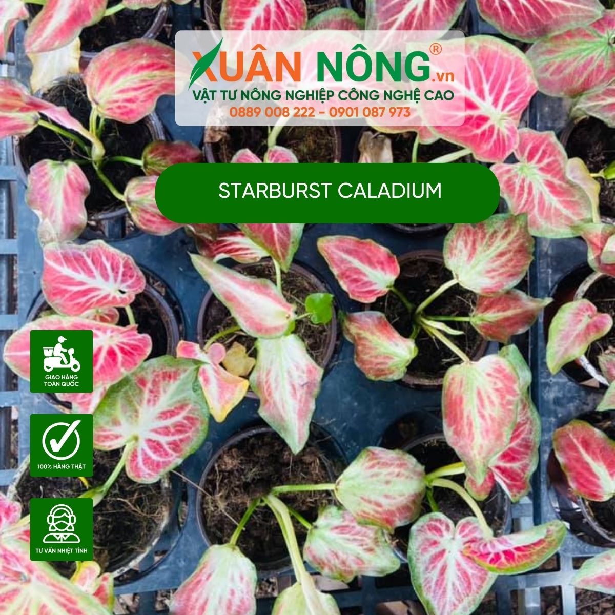 cac-dac-diem-Starburst-Caladium