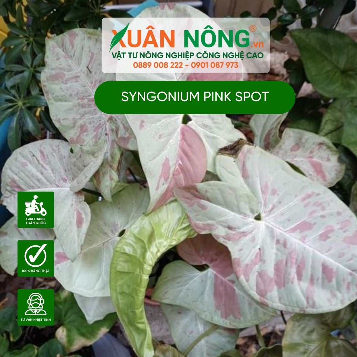 cac-dac-diem-Syngonium-Pink-Spot