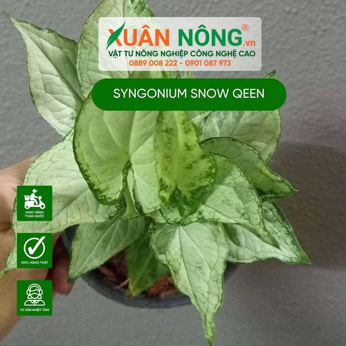 cac-dac-diem-Syngonium-Snow-Qeen